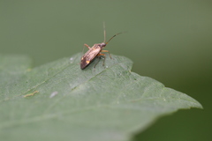 Closterotomus fulvomaculatus
