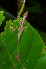 Anolis trachyderma