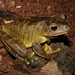 Blacksmith Tree Frog - Photo (c) Marco Vicariotto, some rights reserved (CC BY-NC-ND), uploaded by Marco Vicariotto