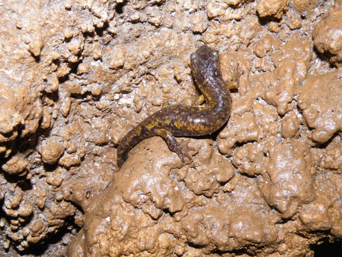 Italian Cave Salamander, Speleomantes italicus