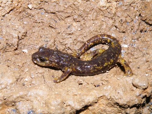 Italian Cave Salamander, photo 5 of 10