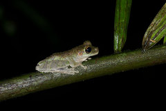 Osteocephalus cabrerai