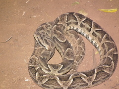 Bothrops