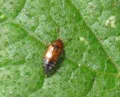 Eusphalerum