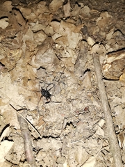 Egaenus convexus