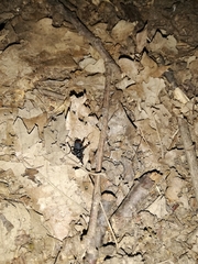 Egaenus convexus