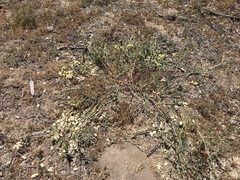 Astragalus douglasii parishii