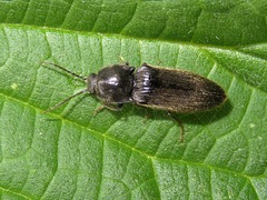 Hemicrepidius hirtus