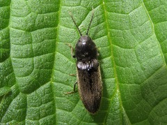 Hemicrepidius hirtus