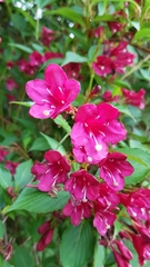 Weigela floribunda