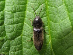 Hemicrepidius hirtus