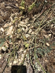 Astragalus douglasii parishii