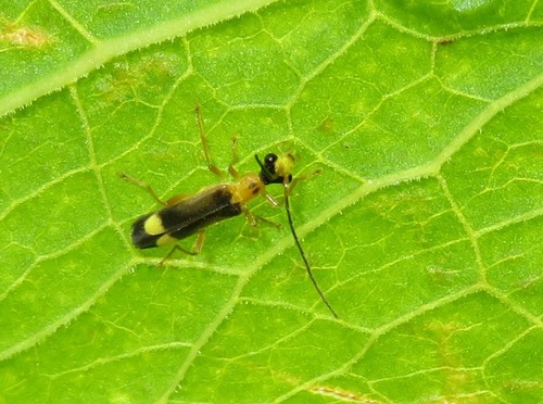 Malthinus flaveolus, Zuid-Holland, Nederland, photo 5 of 10