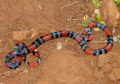 Micrurus altirostris