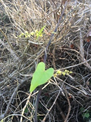 Dioscorea mundii