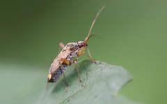 Closterotomus fulvomaculatus