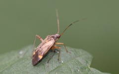 Closterotomus fulvomaculatus