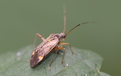Closterotomus fulvomaculatus