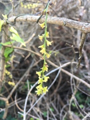 Dioscorea mundii