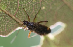 Closterotomus fulvomaculatus