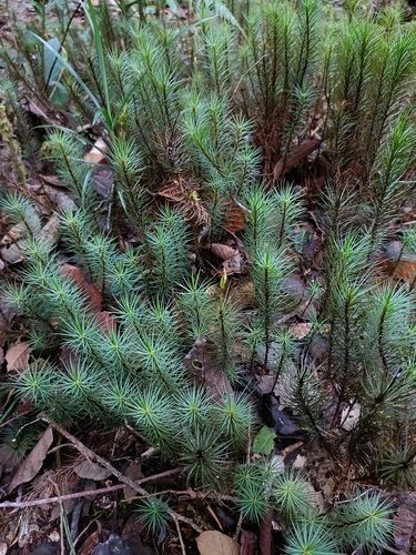 giant moss