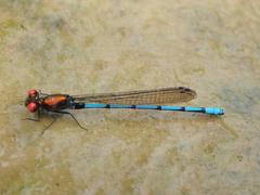 Argia cupraurea