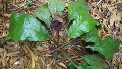 Tacca integrifolia