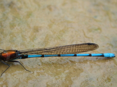 Argia cupraurea