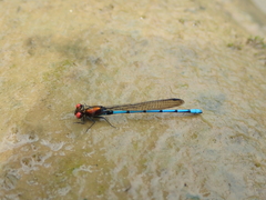 Argia cupraurea