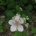 Rubus fruticosus - Photo ללא זכויות יוצרים, הועלה על ידי Tobias Schönberg