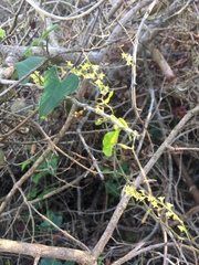 Dioscorea mundii