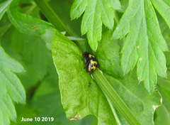 Gallerucida bifasciata