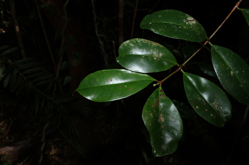 Syzygium johnsonii, 2024-08-02