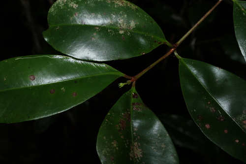Image of Syzygium johnsonii by (c) Greg Tasney, some rights reserved (CC BY-SA)