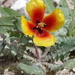 Annual Horned Poppy - Photo no rights reserved, uploaded by Dag Endresen