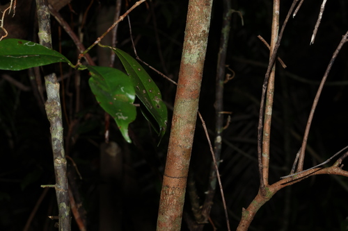 Image of Syzygium johnsonii by (c) Greg Tasney, some rights reserved (CC BY-SA)
