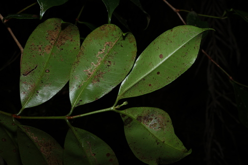 Image of Syzygium johnsonii by (c) Greg Tasney, some rights reserved (CC BY-SA)