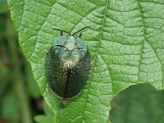 Polychalma multicava