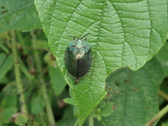 Polychalma multicava