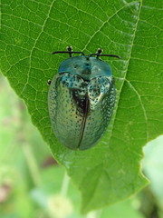 Polychalma multicava