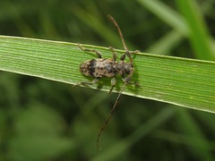 Leiopus femoratus