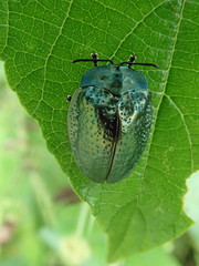 Polychalma multicava
