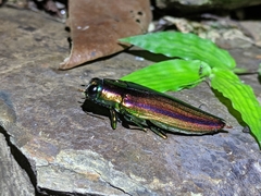 Chrysochroa fulgidissima