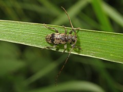 Leiopus femoratus