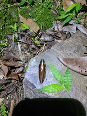 Chrysochroa fulgidissima