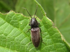 Hemicrepidius niger