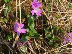 Primula integrifolia