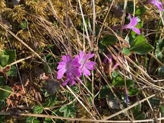Primula integrifolia