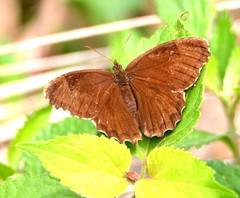 Praepedaliodes phanias