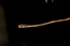 Imantodes lentiferus